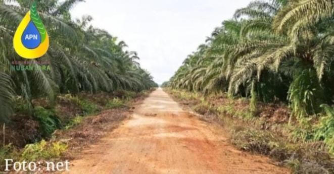 Rekanan Agrinas Buka Suara soal Polemik KSO di Riau