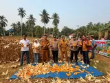 Panen Raya Jagung di Sikakak Cerenti, Ini Hasilnya