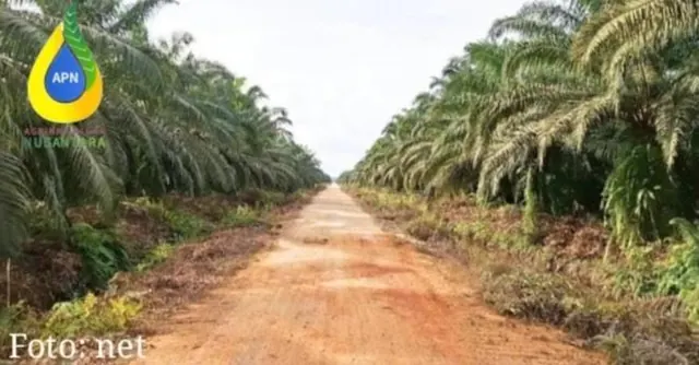 Rekanan Agrinas Buka Suara soal Polemik KSO di Riau